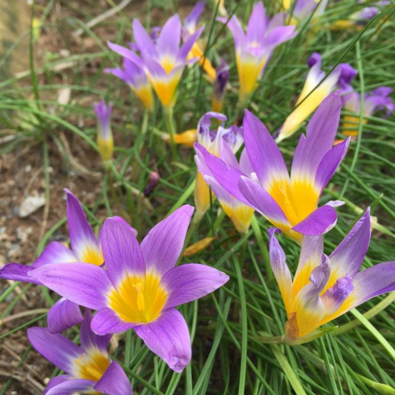 Sand Crocus Romulea clusiana